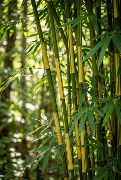 Fargesia robusta 'Pingwu' blad