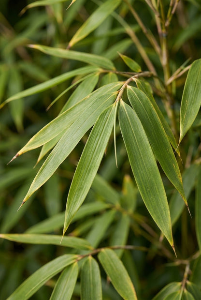 Fargesia robusta 'Wolong' blad