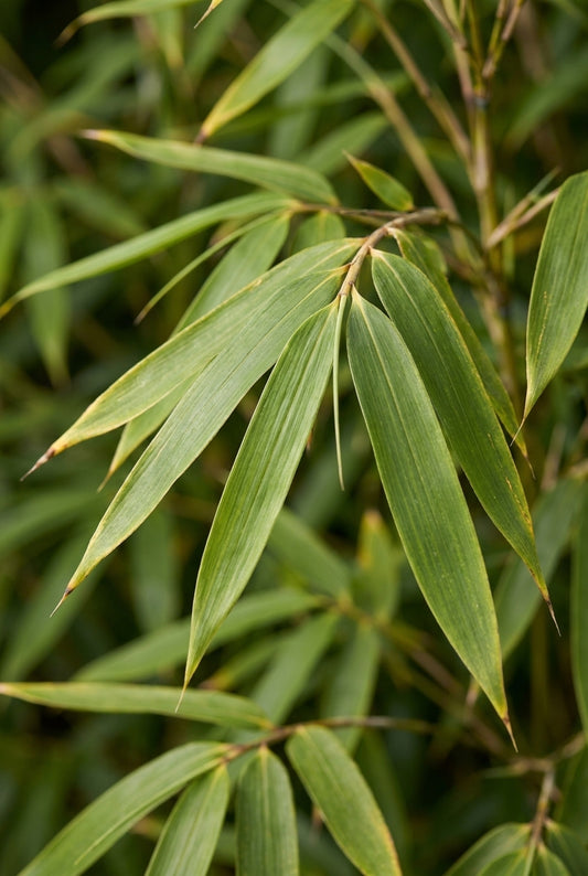Fargesia robusta 'Wolong' blad