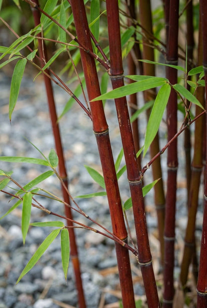 Fargesia scabrida 'Asian Wonder' op stam bladeren