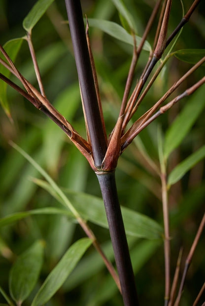 Fargesia scabrida 'Asian Wonder' Tuinplanten blad