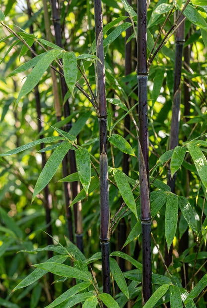 Fargesia 'Viking' Tuinplanten bladeren
