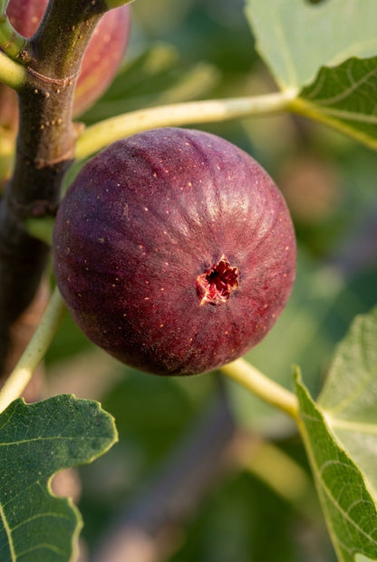 Ficus carica 'LMF01' Tuinplanten vrucht