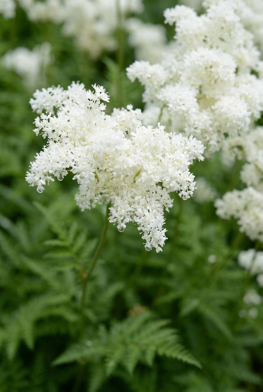 Filipendula ulmaria 'Plena' bloem