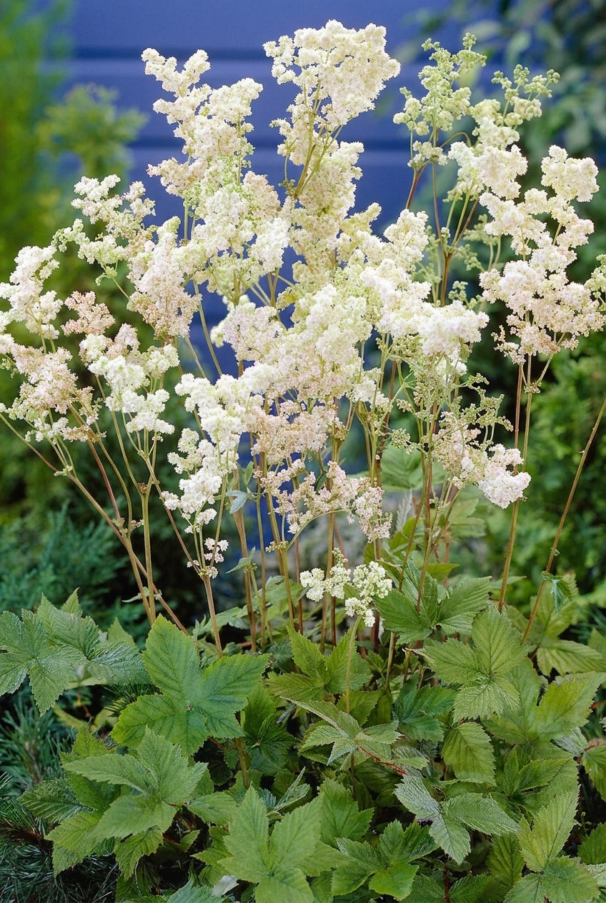 Filipendula ulmaria 'Plena' bloemen