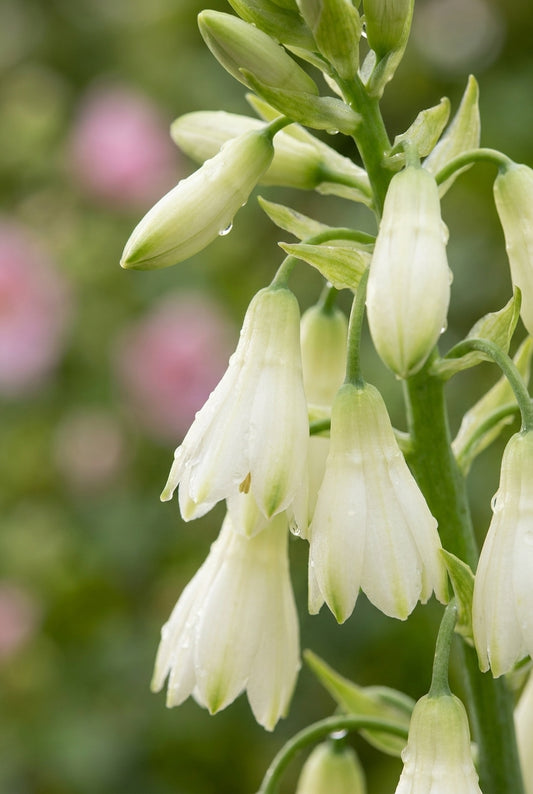 Galtonia candicans bloem