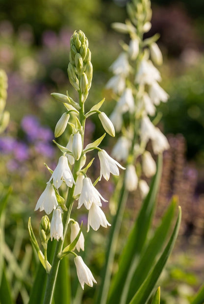 Galtonia candicans bloemen