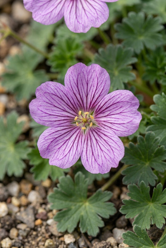 Geranium 'Alice' bloem