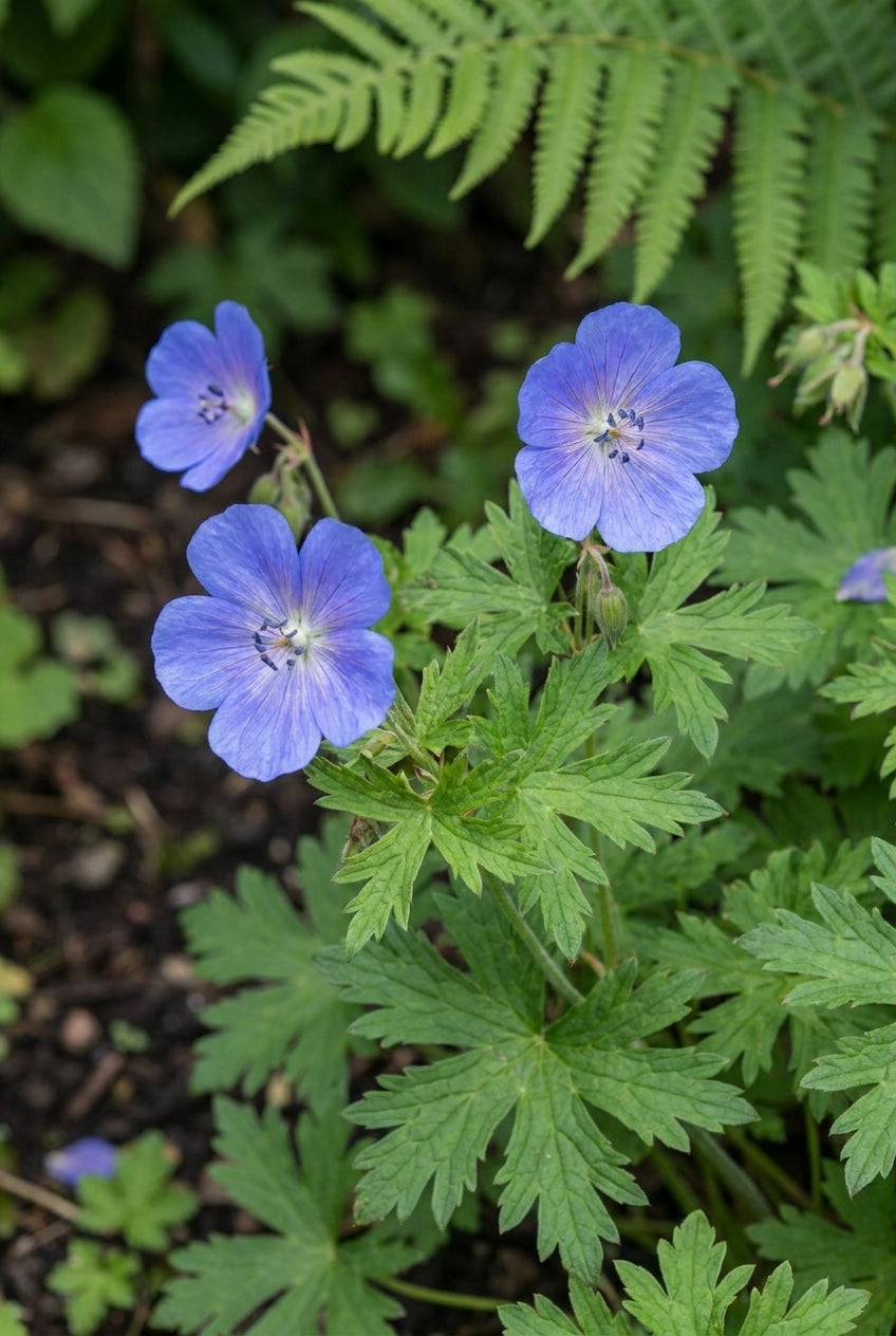 Geranium himalayense 'Irish Blue' blad