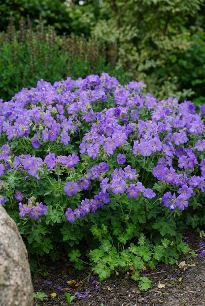 Geranium magnificum 'Ernst Pagels' bloemen