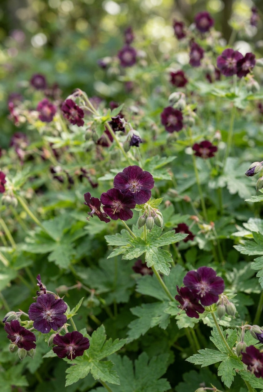 Geranium phaeum 'Angelina' bladeren