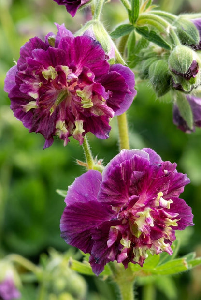 Geranium phaeum 'Joseph Green' bloem