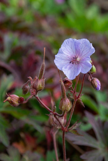 Geranium pratense 'Hocus Pocus' bloem