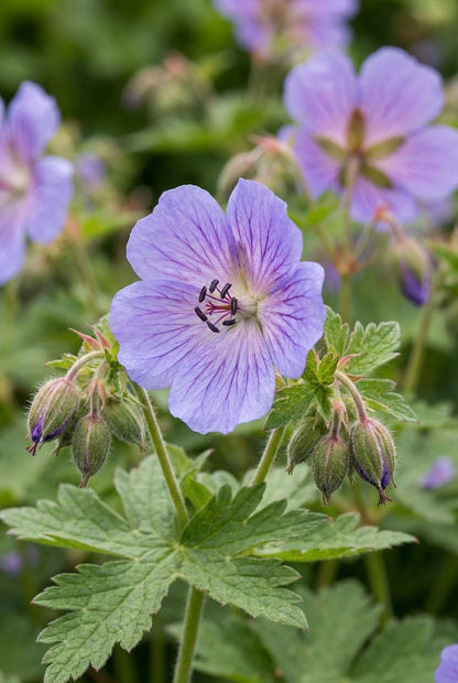 Geranium renardii 'Tcschelda' bloem