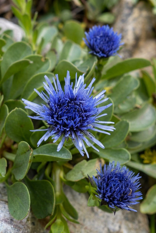 Globularia trichosantha bloem
