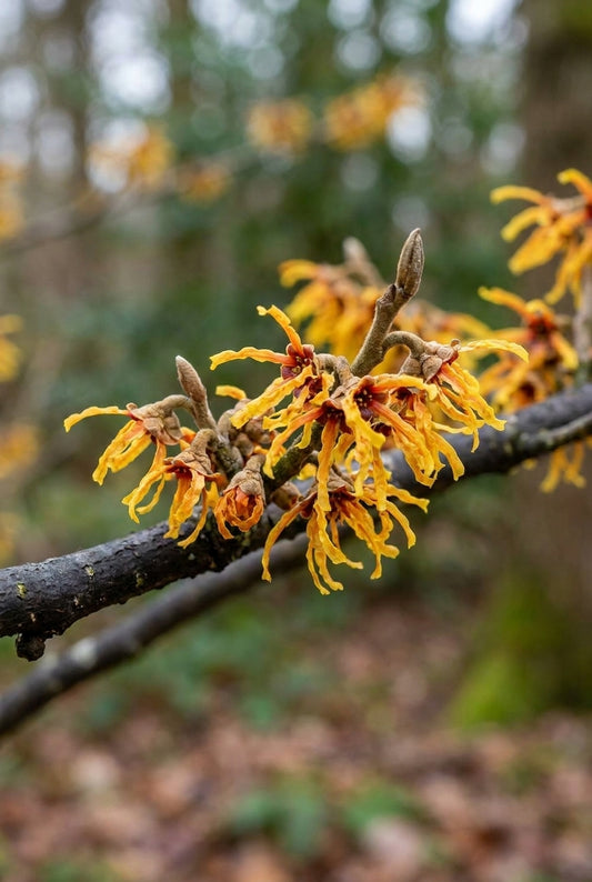 Hamamelis intermedia 'Aphrodite' bloem