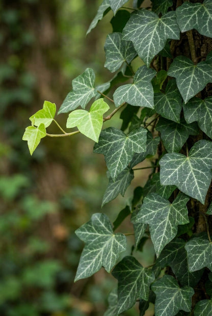 Hedera helix 'Plattensee' blad
