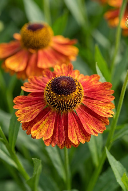 Helenium 'Baudirektor Linne' bloem