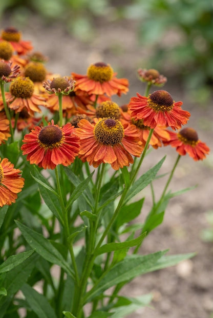 Helenium 'Indianersommer' bloemen