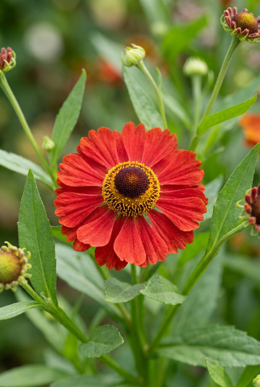Helenium 'Mahagoni' bloem