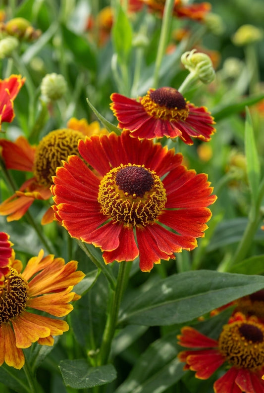 Helenium 'Poncho' bloem