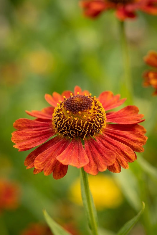Helenium 'Red Army' bloem
