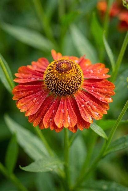 Helenium 'Rubinzwerg' bloem