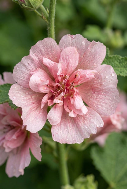 Alcalthaea suffrutescens 'Parkfrieden' bloem
