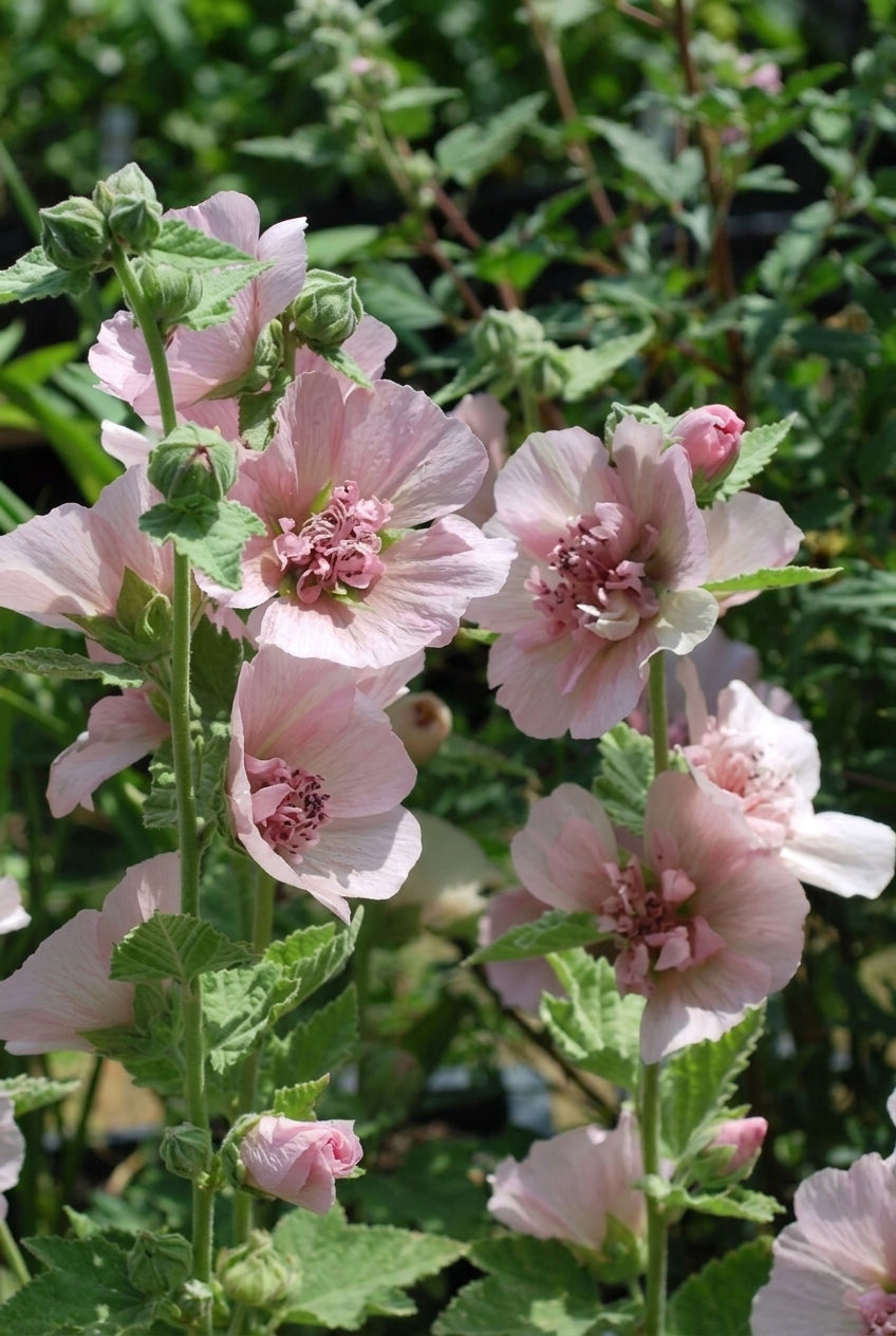 Alcalthaea suffrutescens 'Parkfrieden' bloesem