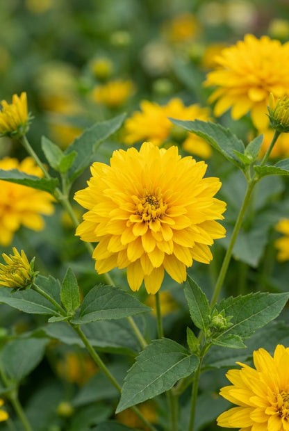 Helianthus decapetalus 'Sunshine Daydream' blad