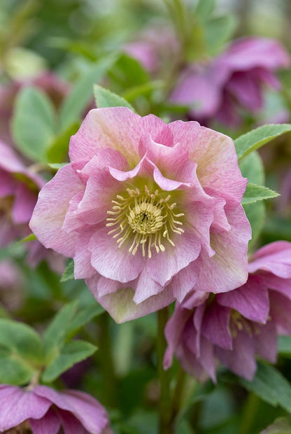 Helleborus orientalis 'Double Ellen Pink' bloem
