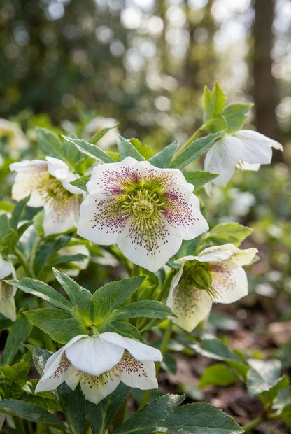 Helleborus orientalis 'White Spotted' bloem