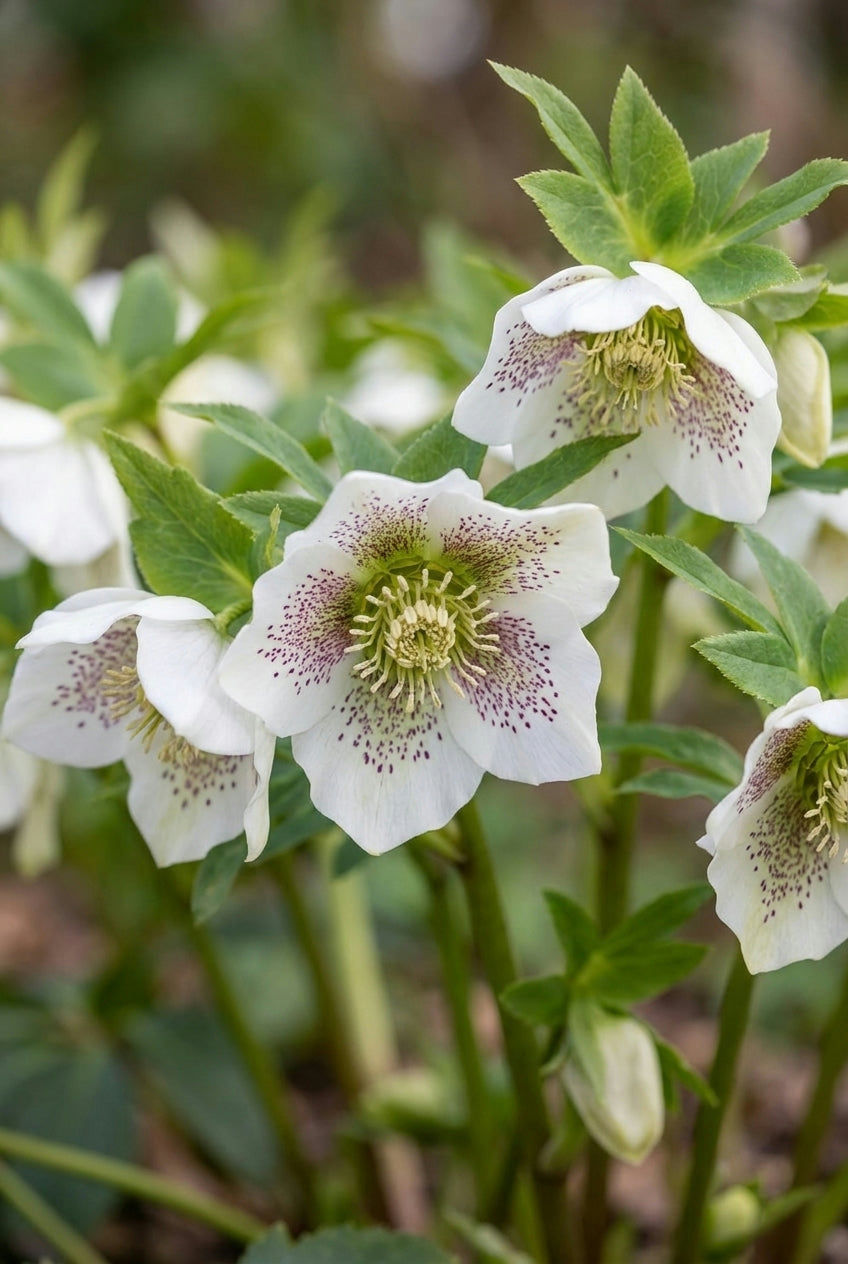 Helleborus orientalis 'White Spotted' blad