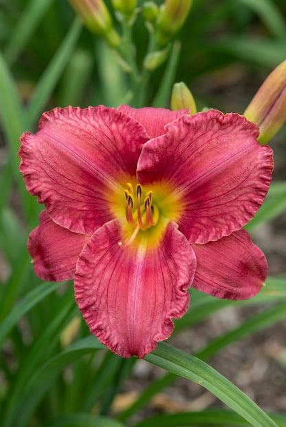 Hemerocallis 'Emperor' bloem