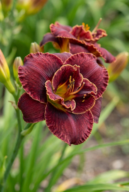 Hemerocallis 'Night Embers' bloem