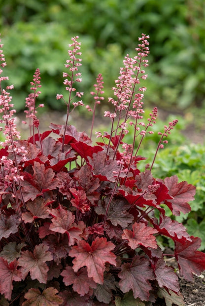Heuchera 'Rex Lime' bloem