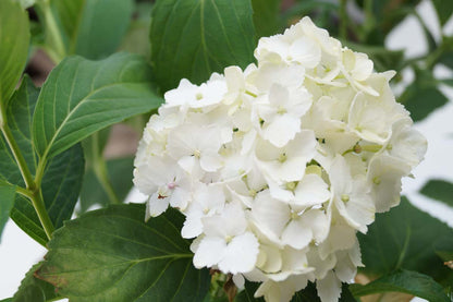 Hydrangea macrophylla 'Madame Emile Mouillère' Tuinplanten bloem