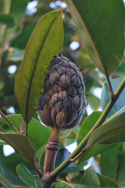 Magnolia grandiflora 'Galissonnière' dakboom zaaddoos