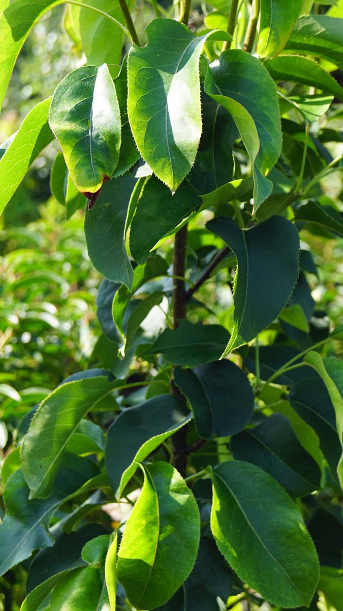 Pyrus communis 'Beurré Hardy' meerstammig / struik blad