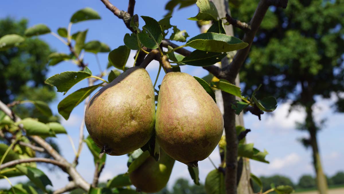 Pyrus communis 'Beurré Hardy' solitair vrucht