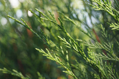 Cupressocyparis leylandii 'Tweeduizendéén' Tuinplanten
