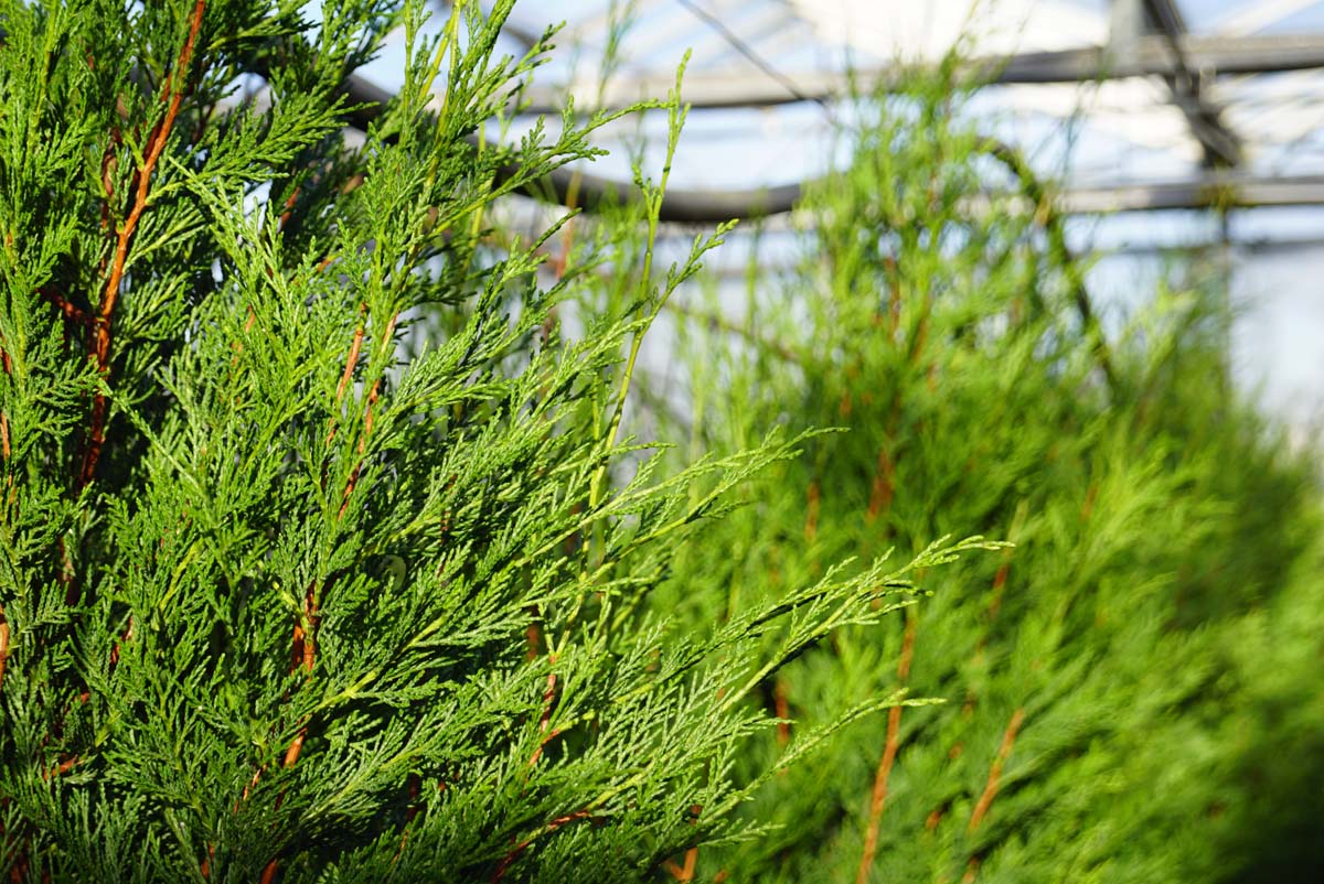 Cupressocyparis leylandii 'Tweeduizendéén' Tuinplanten