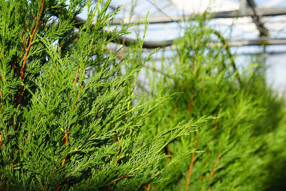 Cupressocyparis leylandii 'Tweeduizendéén' haagplant