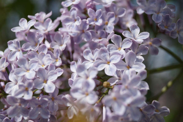 Syringa vulgaris 'Maréchal Foch' bloem