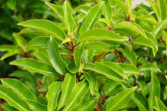 Prunus lusitanica 'Angustifolia' blad