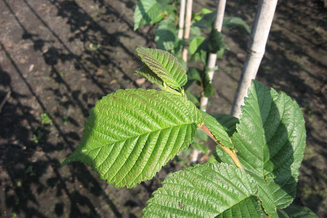 Ulmus hollandica 'Belgica' blad