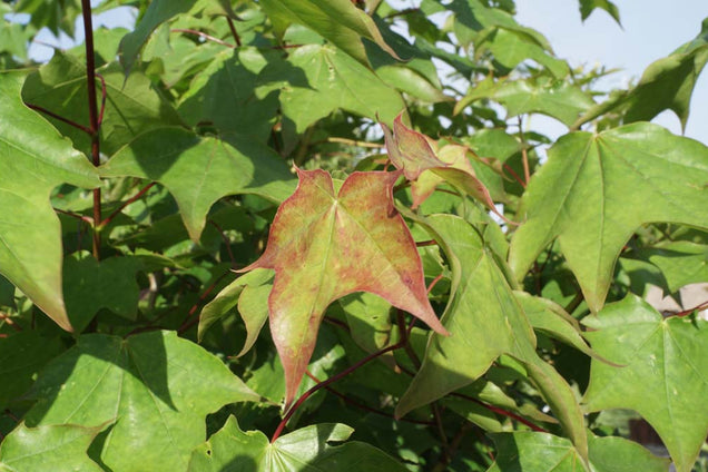 Acer cappadocicum blad