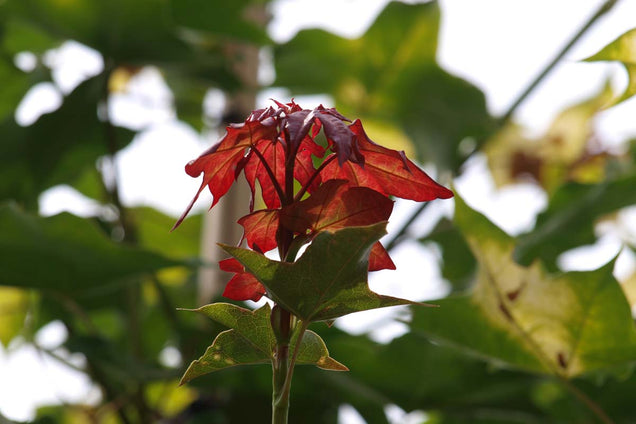 Acer cappadocicum 'Aureum' blad