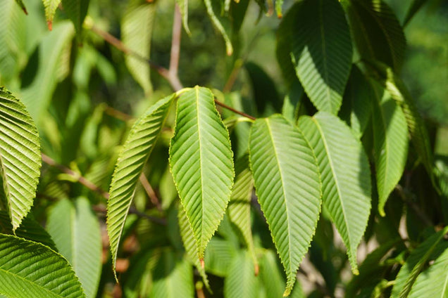 Acer carpinifolium blad