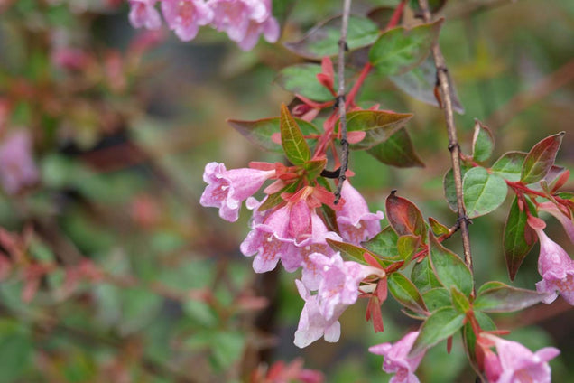 Abelia 'Edward Goucher' bloem
